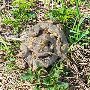 Mating games of frogs on earth.