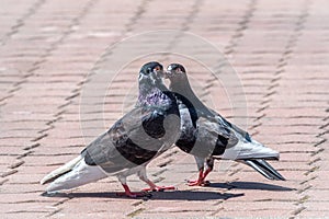 Mating games of a pair of pigeons