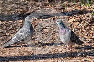 Mating games of a pair of pigeons