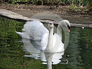 Mating games of a pair of white swans. Swans swimming on the water in nature. latin name Cygnus olor.