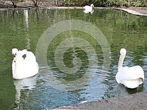 Mating games of a pair of white swans. Swans swimming on the water in nature. latin name Cygnus olor.