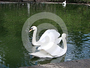 Mating games of a pair of white swans. Swans swimming on the water in nature. latin name Cygnus olor.