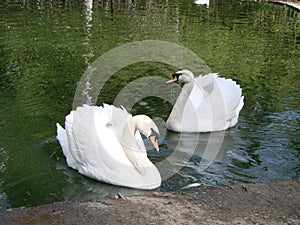 Mating games of a pair of white swans. Swans swimming on the water in nature. latin name Cygnus olor.