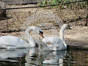 Mating games of a pair of white swans. Swans swimming on the water in nature. latin name Cygnus olor.