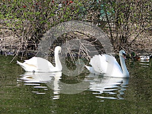 Mating games of a pair of white swans. Swans swimming on the water in nature. latin name Cygnus olor.