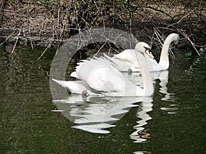 Mating games of a pair of white swans. Swans swimming on the water in nature. latin name Cygnus olor.