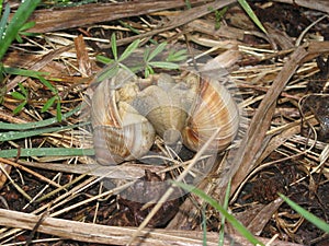 Mating games in snails