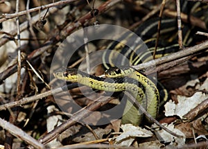 Mating Garter Snakes