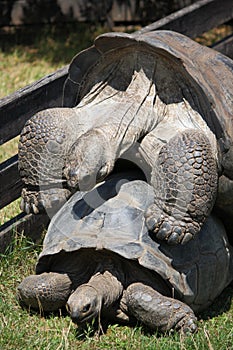 Mating gigant tortoises