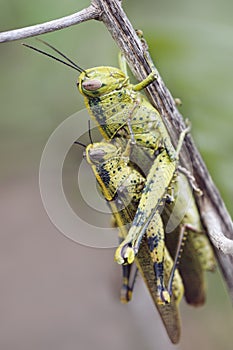 Mating grasshopper