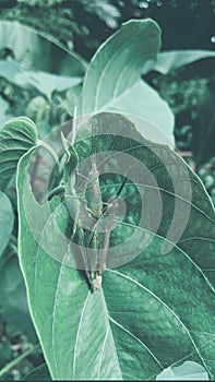 The mating grasshopper