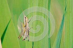 mating grasshopper