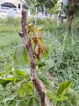 Mating Grasshopper on a tree