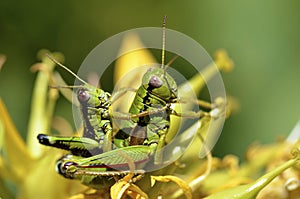 Mating grasshoppers