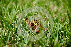 Orange grasshoppers mating