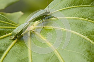 Mating green coleopteron insects