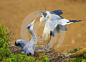 The Mating Grey Heron