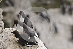 Mating Guillemots