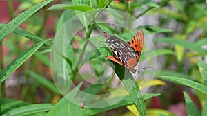 Mating Gulf Fritillary Butterflies