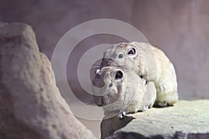 Mating gundi