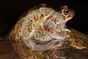 Mating guttural toads