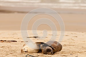 Mating Hookers sealions taking a nap on beach