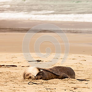 Mating Hookers sealions taking a nap on beach