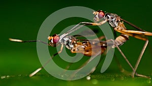 Mating Hornets Closeup