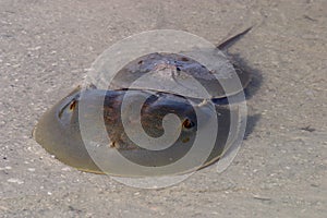 Mating Horseshoe Crabs in Fort De Soto State Park, Florida.