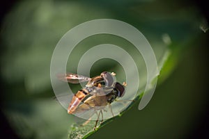 Mating Hoverflies 1