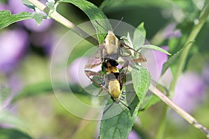Mating Hummingbird Moth
