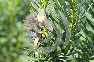 Mating Hummingbird Moth