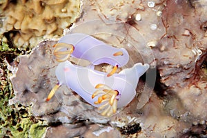 Mating Hypselodoris bullocki nudibranchs