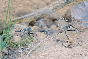 Mating Insectivorous Tabanus