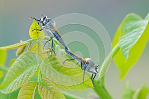 Mating Insectivorous Tabanus