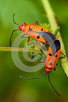 Mating Insects