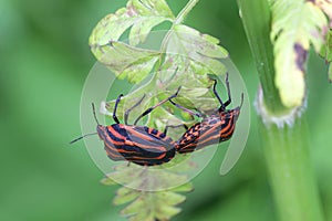 Mating Italian striped-bug, Minstrel bug