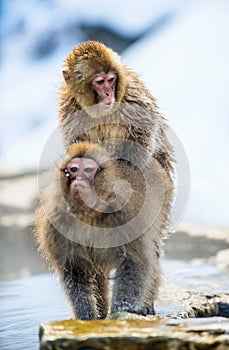 Mating Japanese macaques.The Japanese macaque Scientific name: Macaca fuscata, also