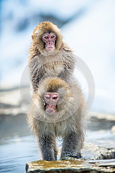 Mating Japanese macaques. Natural hot springs in Winter season.
