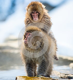 Mating Japanese macaques. Scientific name: Macaca fuscata, also