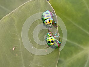 Jewel Bugs