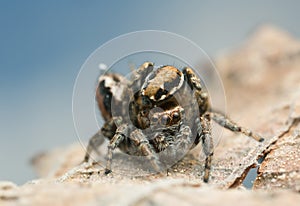 Mating jumping spiders, Evarcha falcata