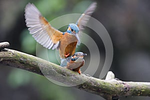 Mating Kingfishers