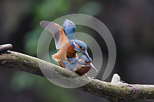 Mating Kingfishers