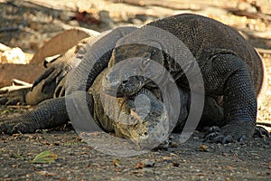 Mating Komodo Dragons