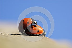 Mating lady bug