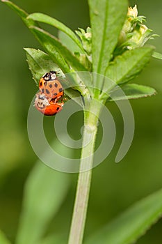 Mating Lady Bugs