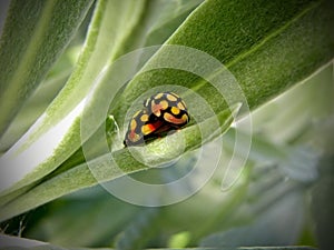 Mating Ladybird Beetles