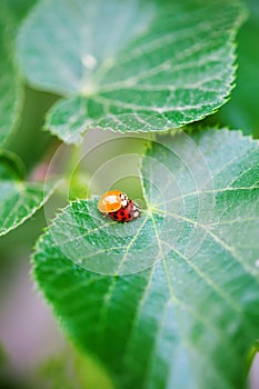 Mating ladybirds