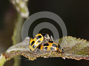 Mating ladybugs